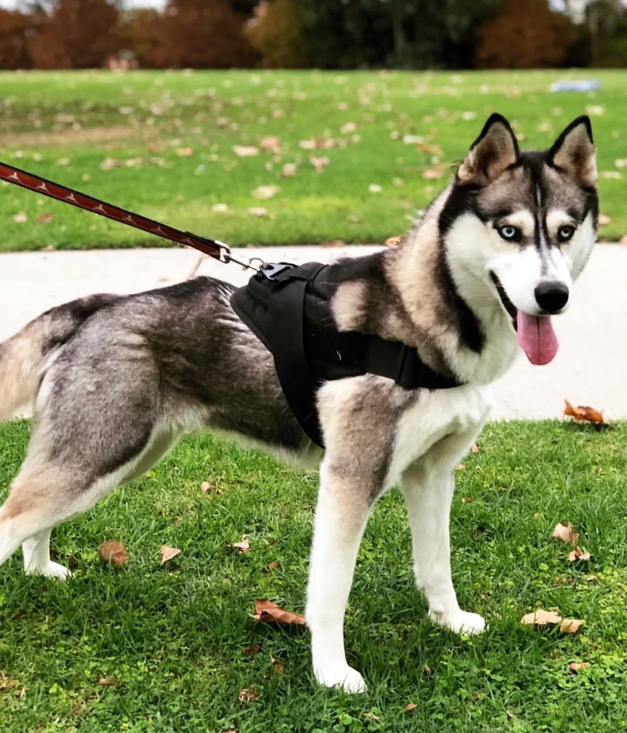 Lost dog in San Diego, CA, 92126