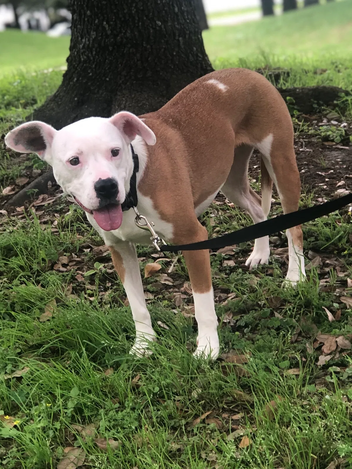 Lost dog in New Orleans, LA, 70112