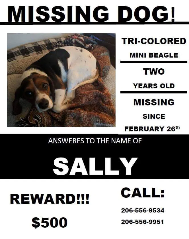 Lost dog in Springfield, MO, 65807