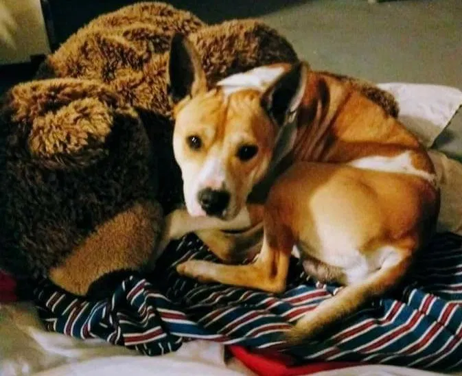 Lost dog in Livingston, LA, 70754
