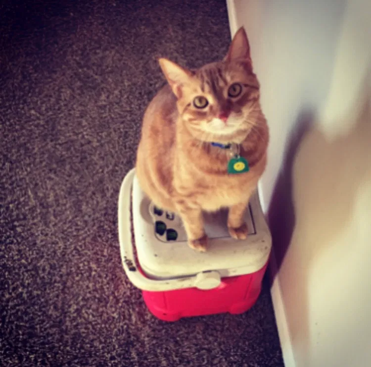 Lost cat in Kenosha, WI, 53144
