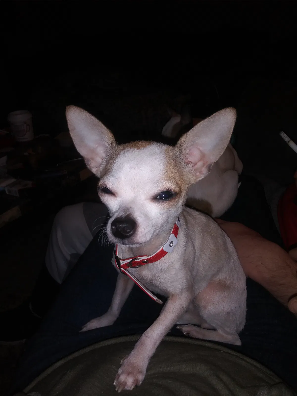 Lost dog in Spartanburg, SC, 29301