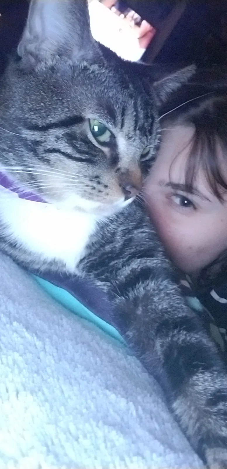 Lost cat in Winter Park, FL, 32792