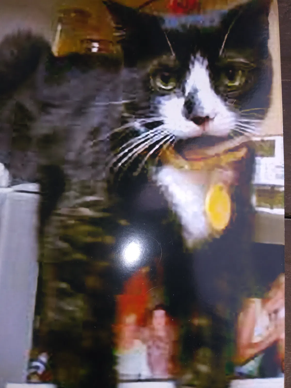 Lost cat in Carrollton, TX, 75006
