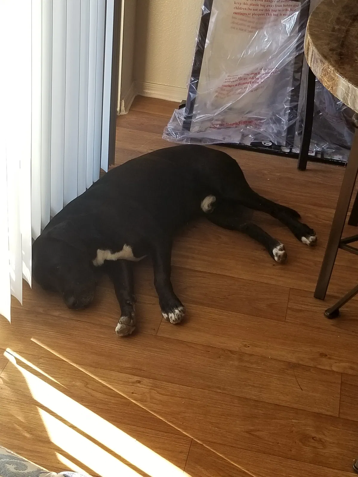 Lost dog in Surprise, AZ, 85378