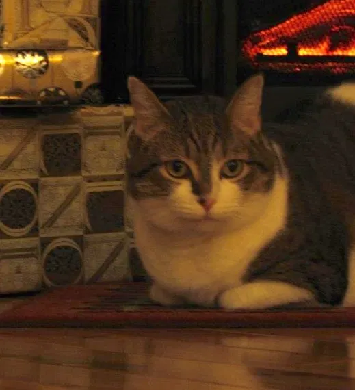 Lost cat in Lexington, SC, 29072