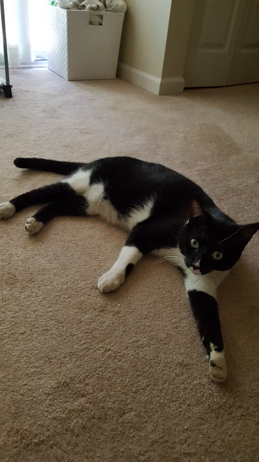 Lost cat in Lakewood, CA, 90713