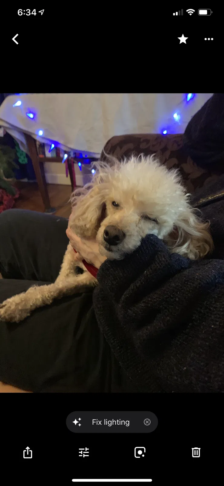 Lost dog in Vancouver, WA, 98682