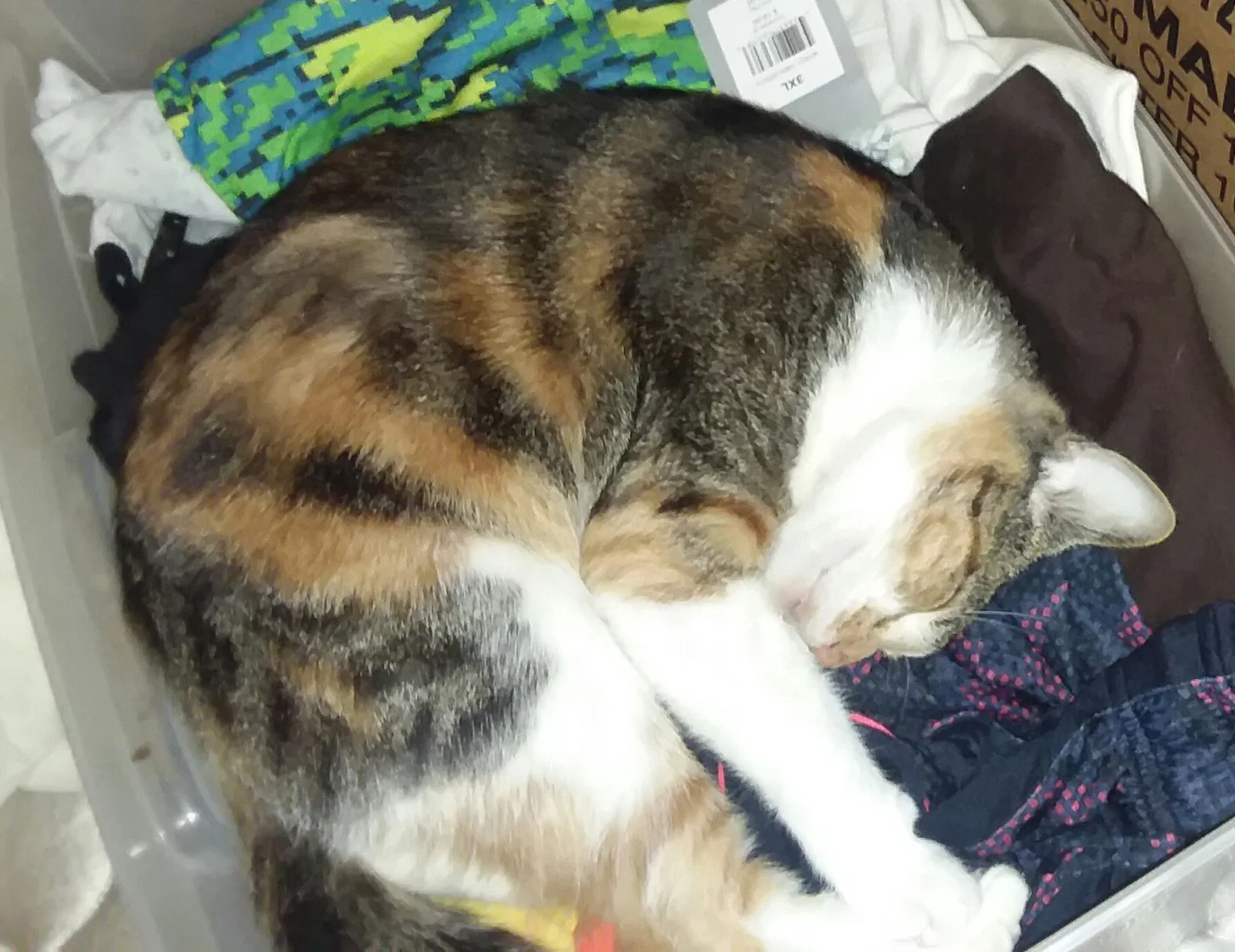 Lost cat in Montvale, VA, 24122
