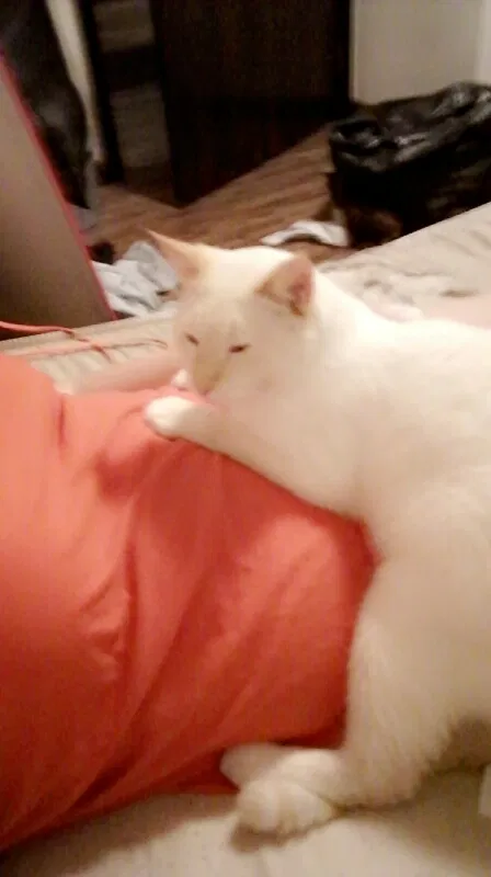 Lost cat in Crestview, FL, 32539