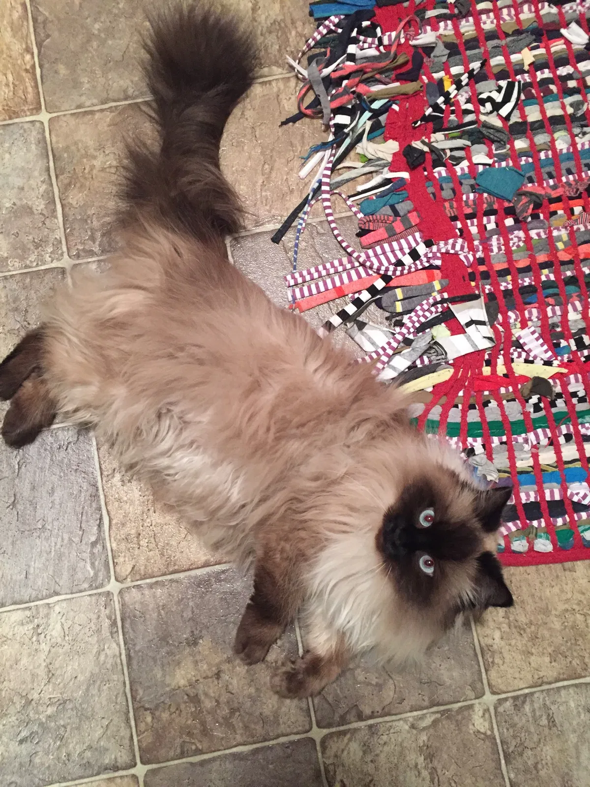 Lost cat in Bellingham, WA, 98225