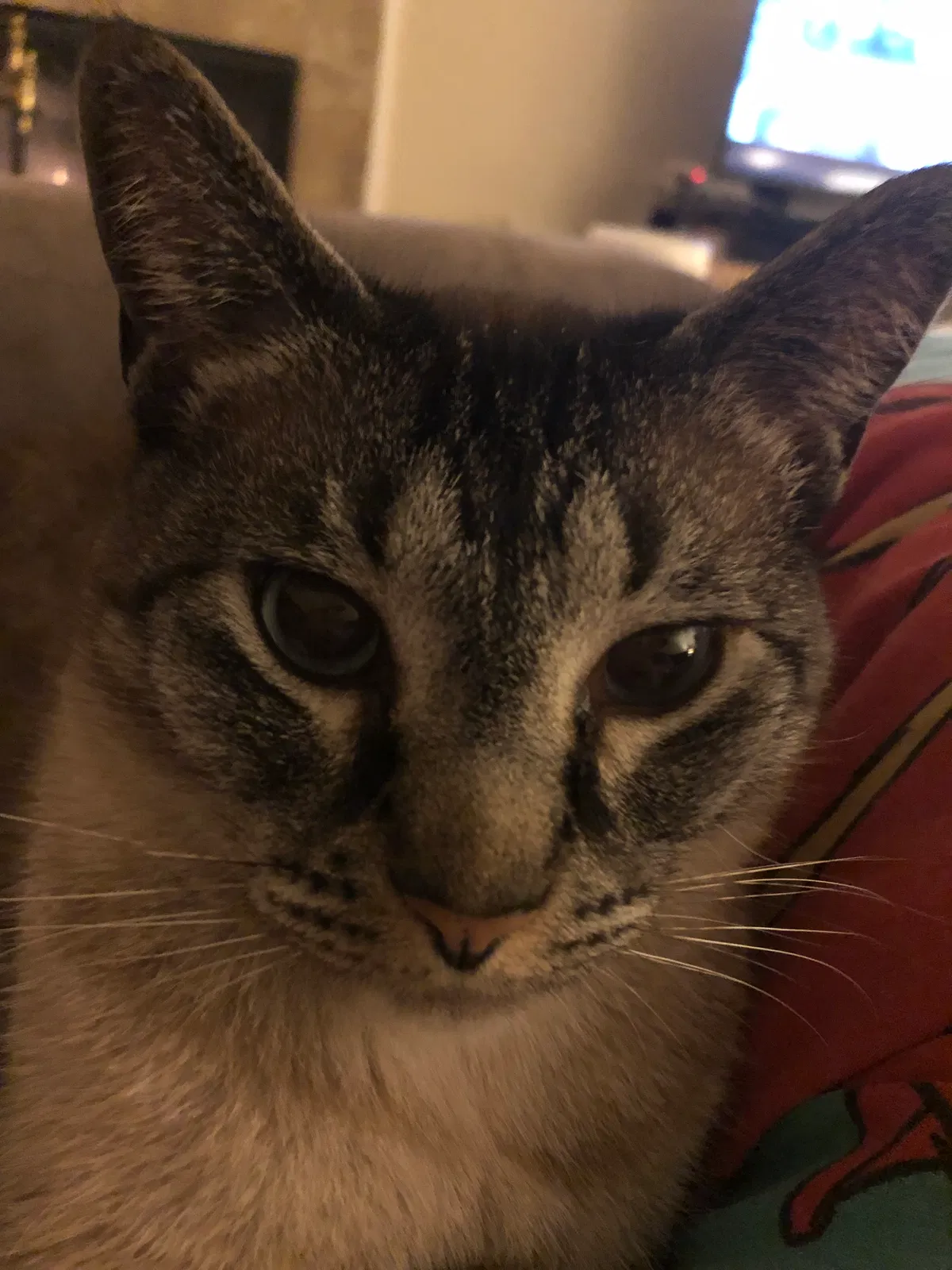 Lost cat in Humble, TX, 77346