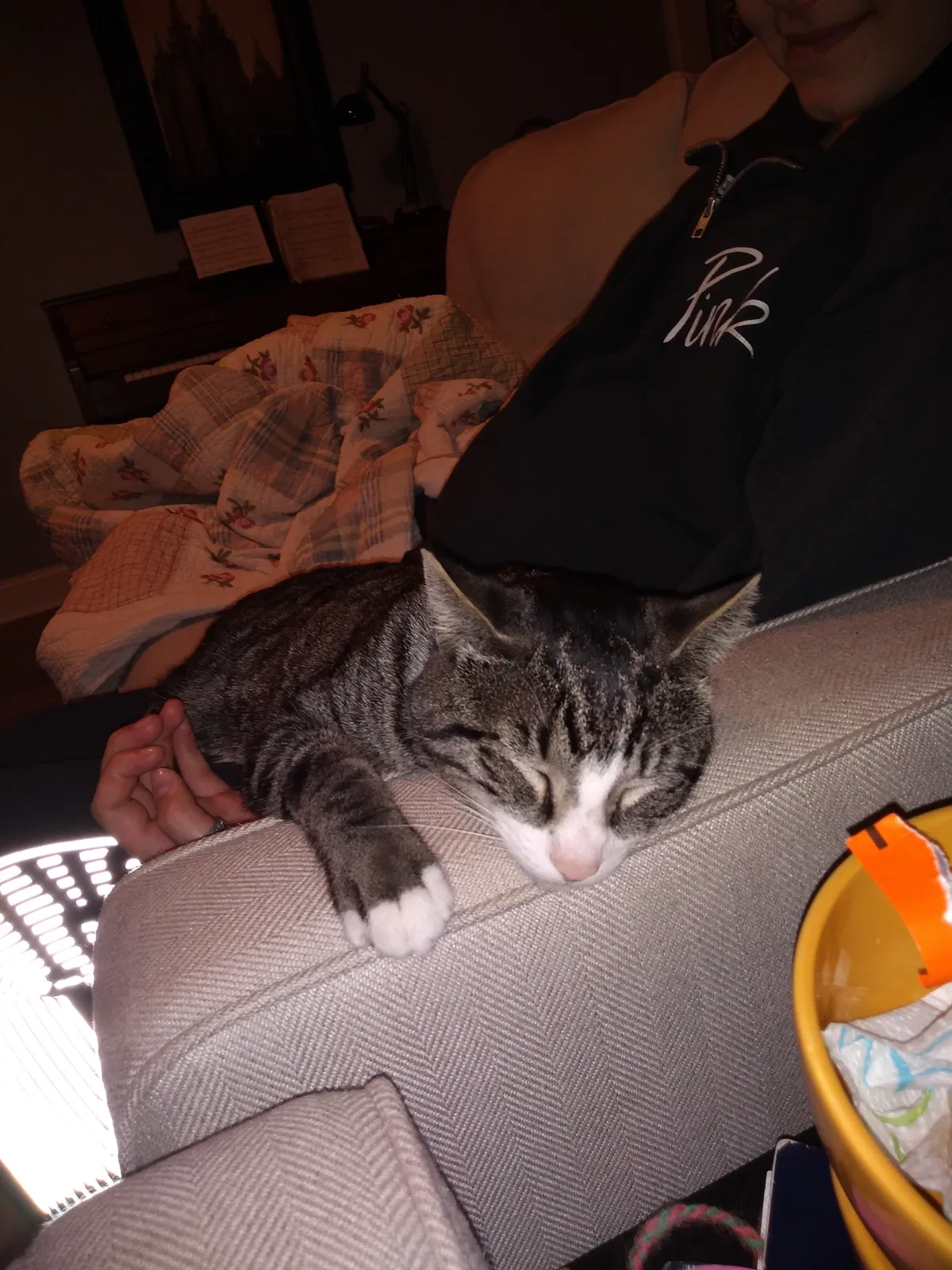 Lost cat in Ogden, UT, 84404