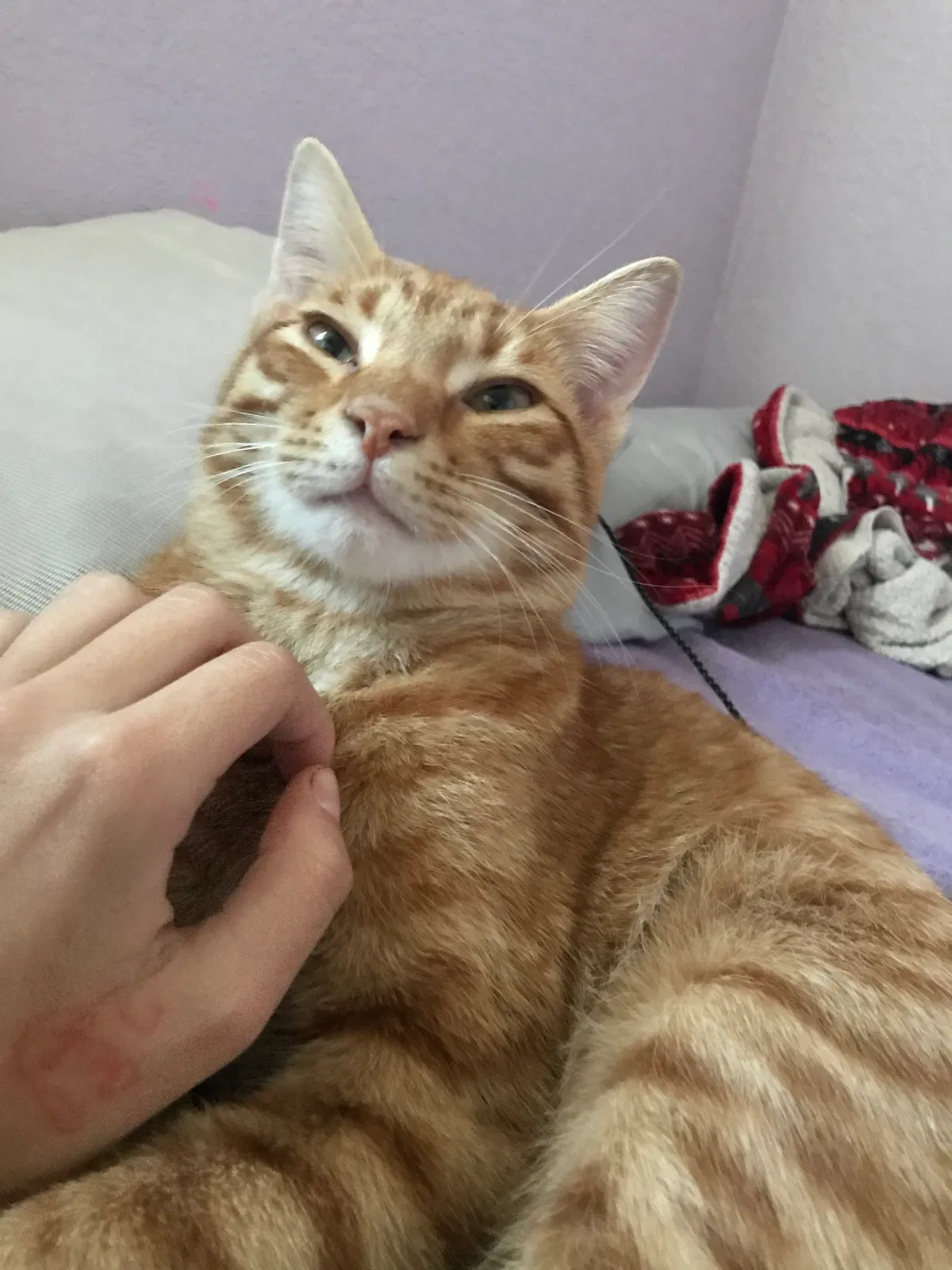 Lost cat in South El Monte, CA, 91733