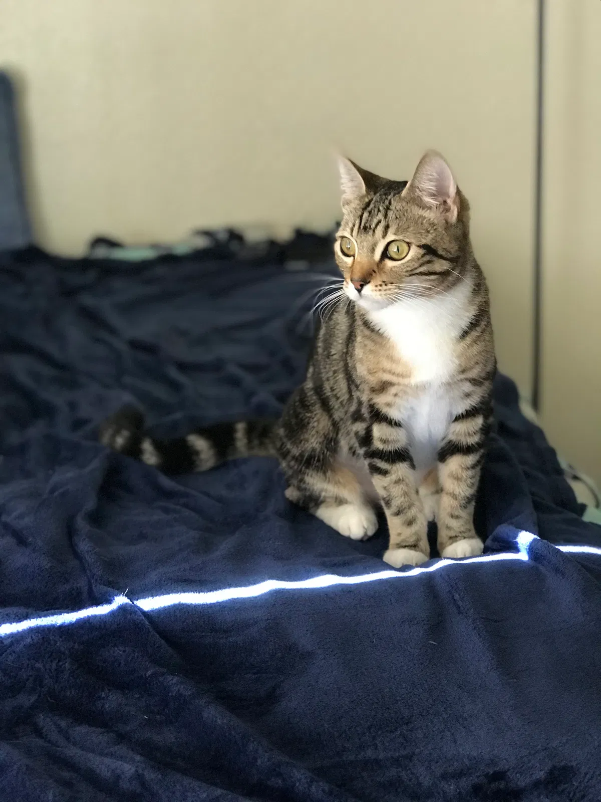 Lost cat in Fresno, CA, 93703