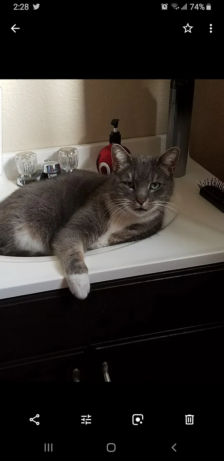 Lost cat in Oakdale, CA, 95361