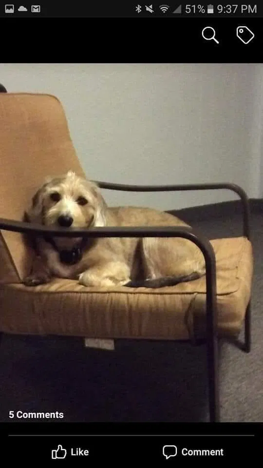 Lost dog in Youngstown, OH, 44514