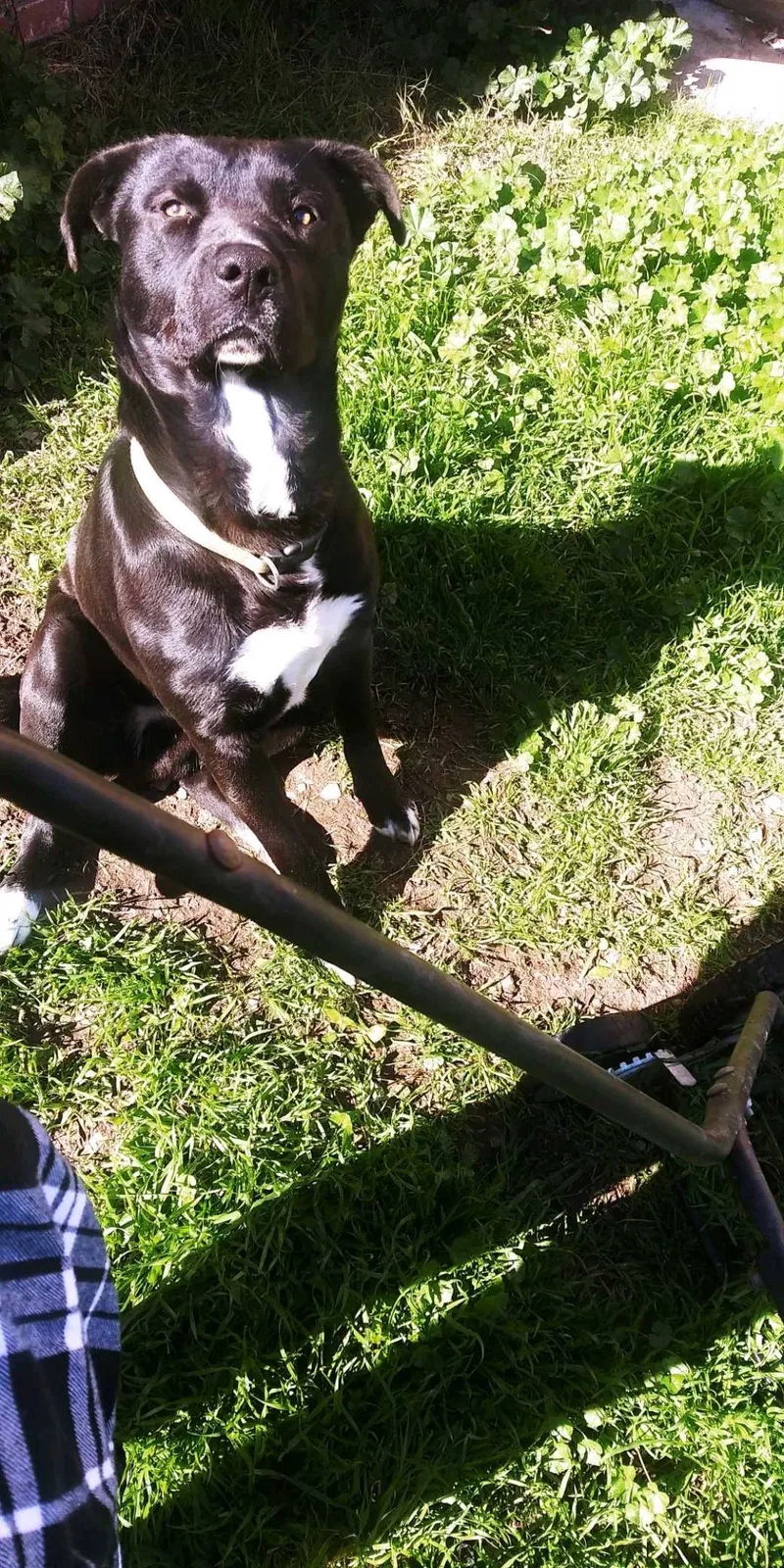 Lost dog in Stockton, CA, 95206