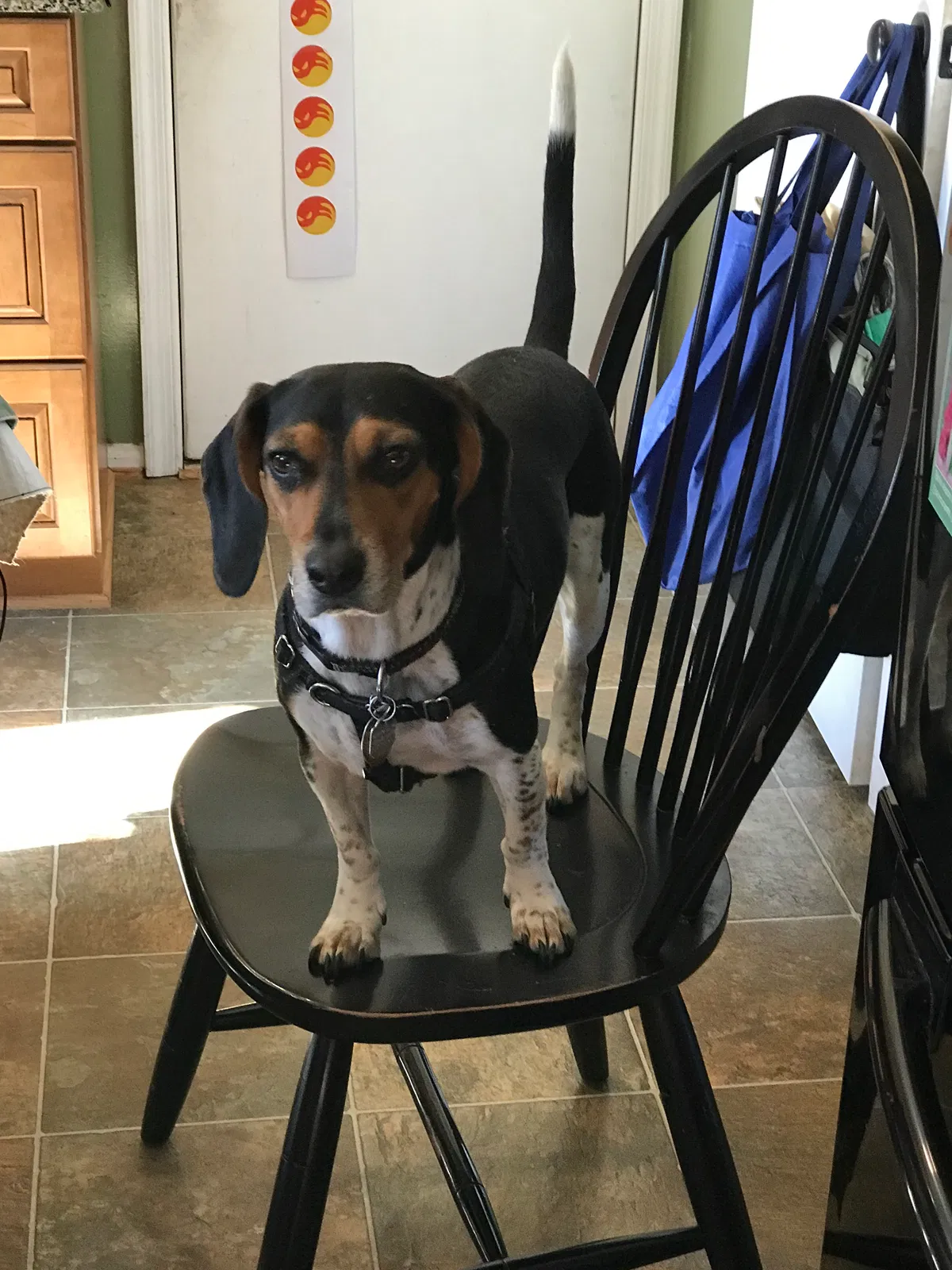 Lost dog in Jessup, MD, 20794