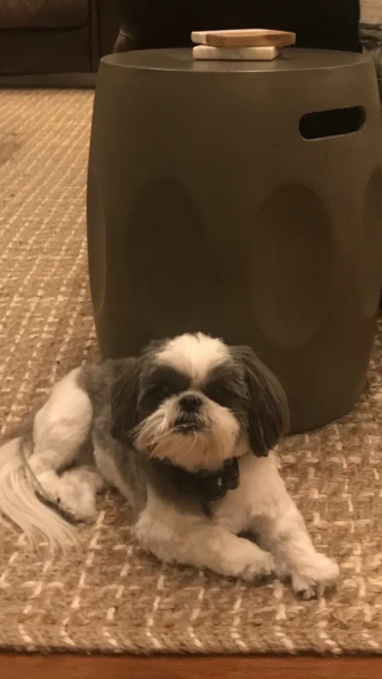 Lost dog in Columbus, OH, 43235