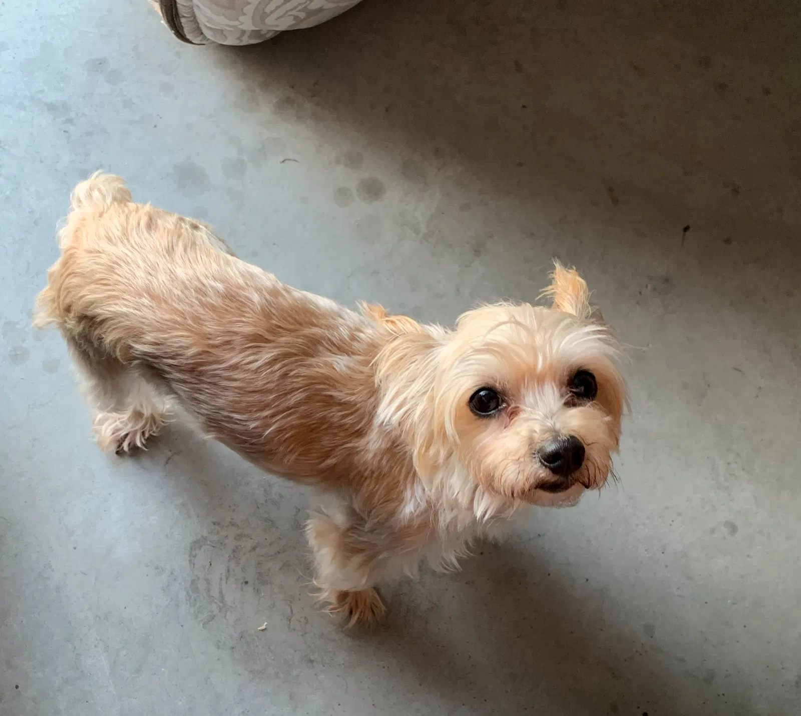 Lost dog in Davenport, FL, 33837