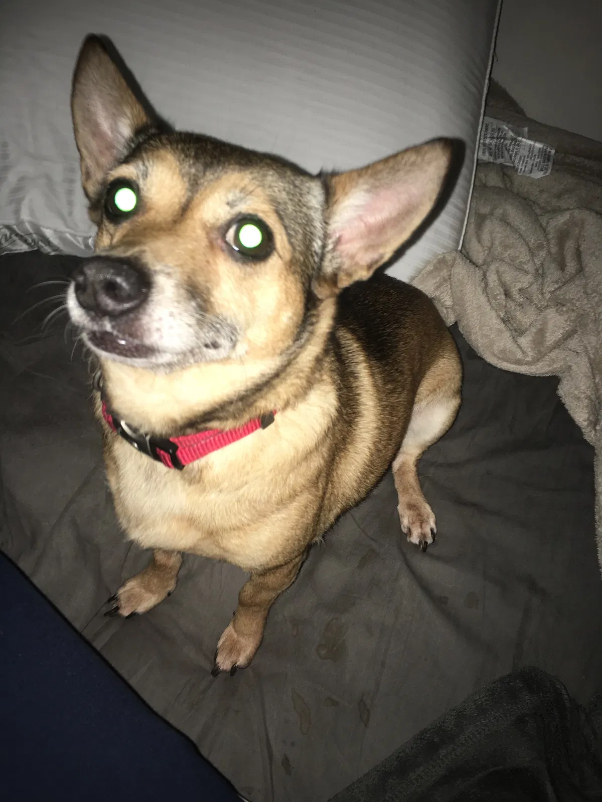 Lost dog in Woodbridge, VA, 22193