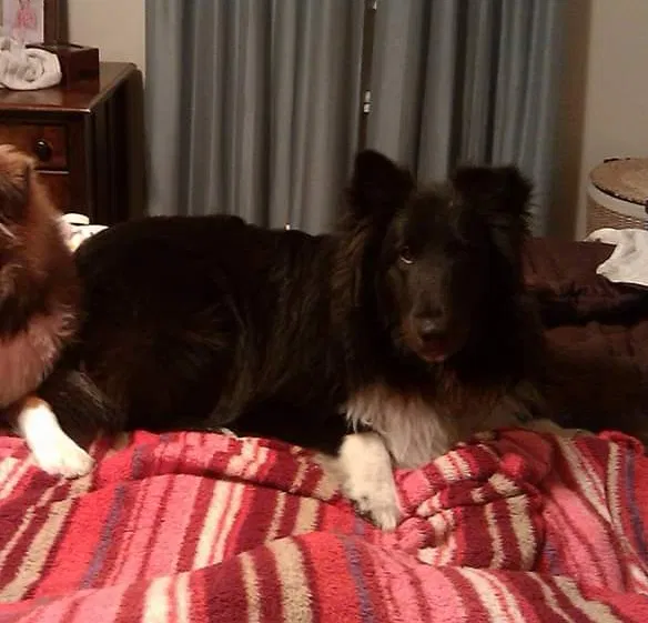 Lost dog in Orient, OH, 43146
