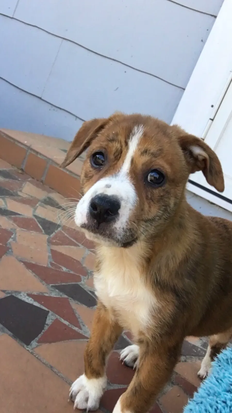 Lost dog in Lakeland, GA, 31635