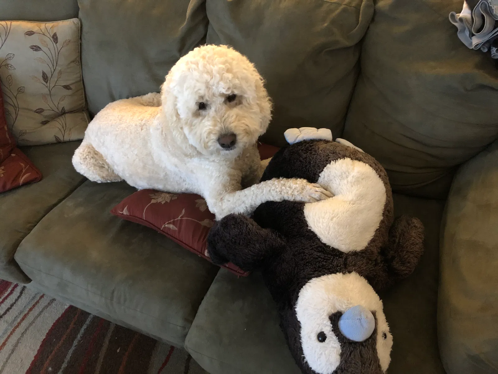 Lost dog in Los Alamos, NM, 87544