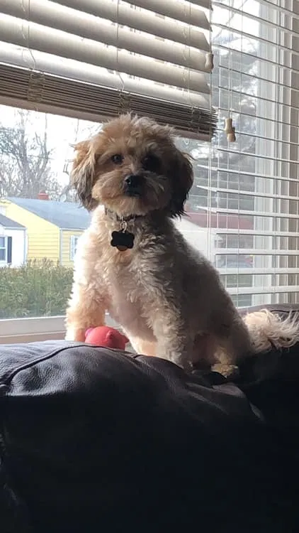 Lost dog in Topeka, KS, 66614