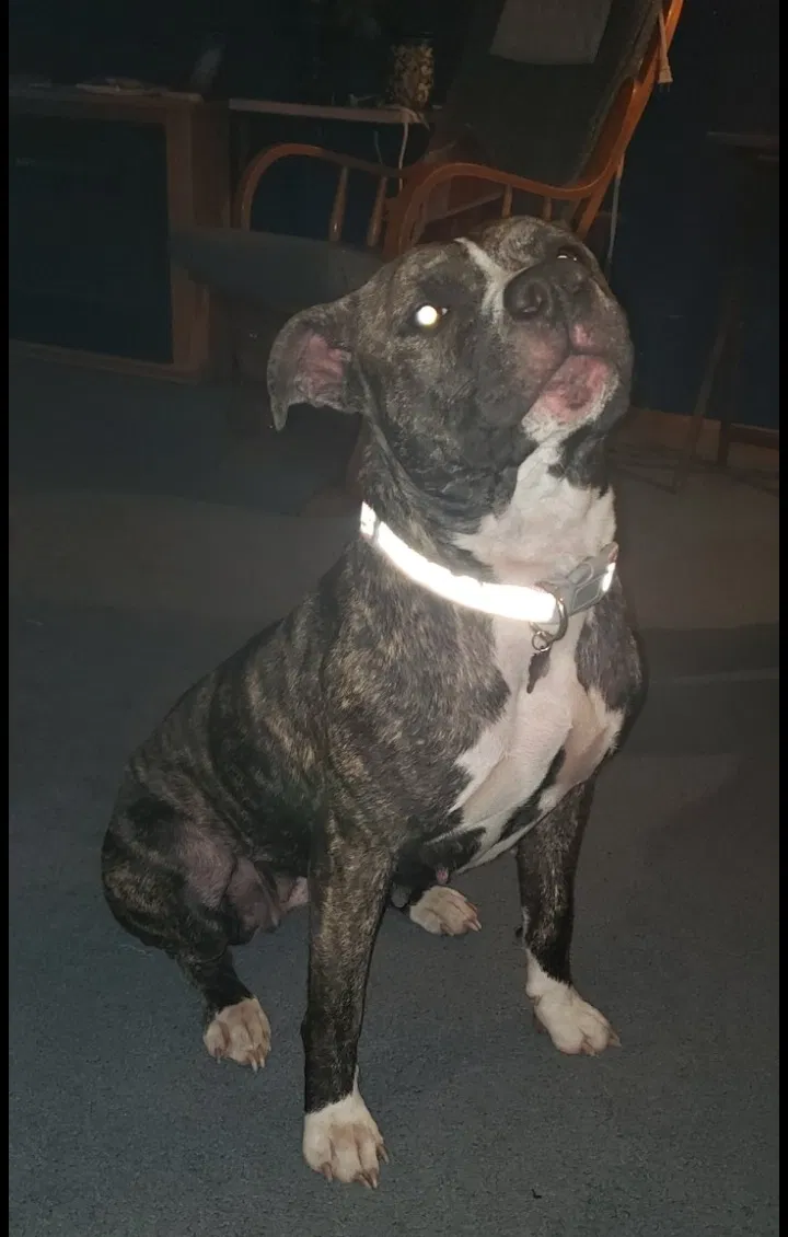Lost dog in Saint Joseph, MO, 64504