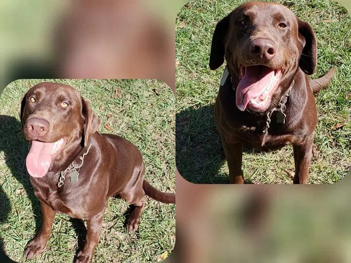 Lost dog in Milton, FL, 32571