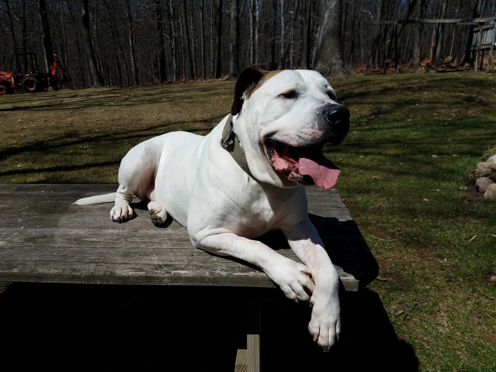 Lost dog in Riegelsville, PA, 18077