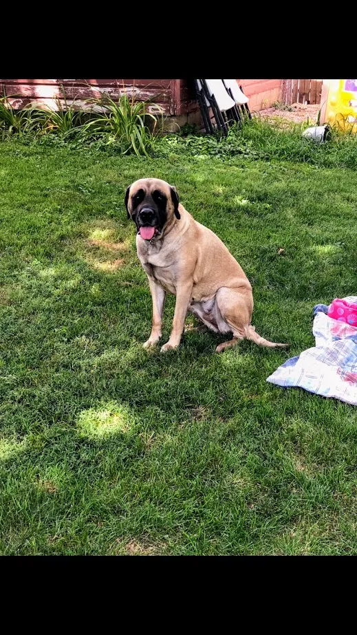 Lost dog in Peoria, IL, 61604