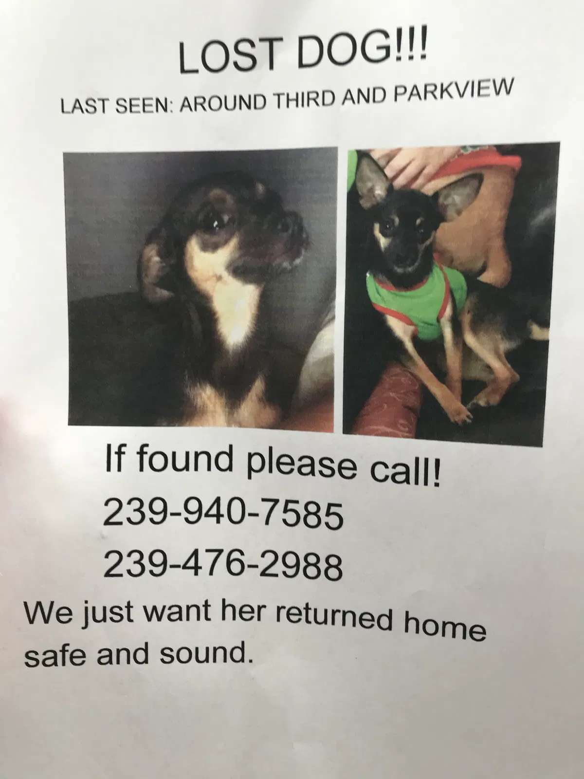Lost dog in Fort Myers, FL, 33905
