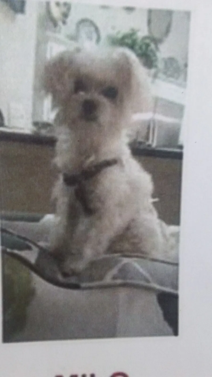 Lost dog in Corpus Christi, TX, 78412