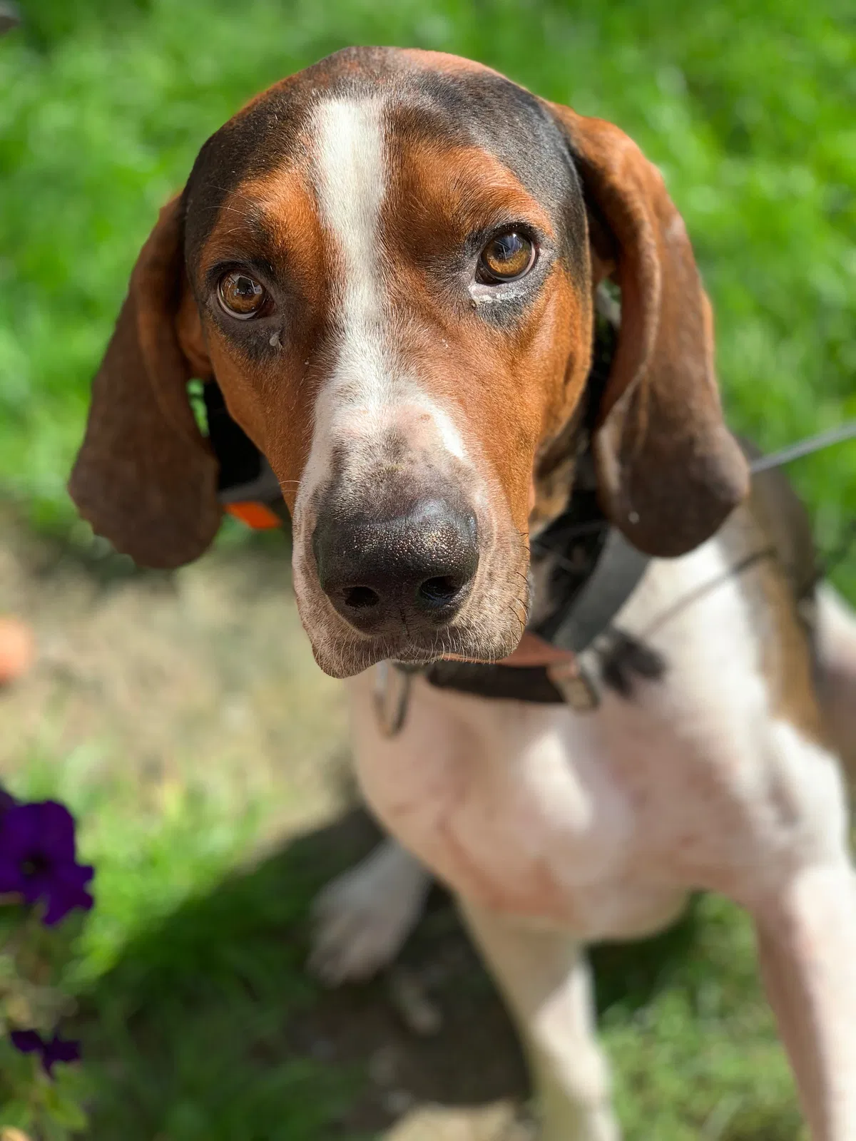 Lost dog in Campbell, NY, 14821