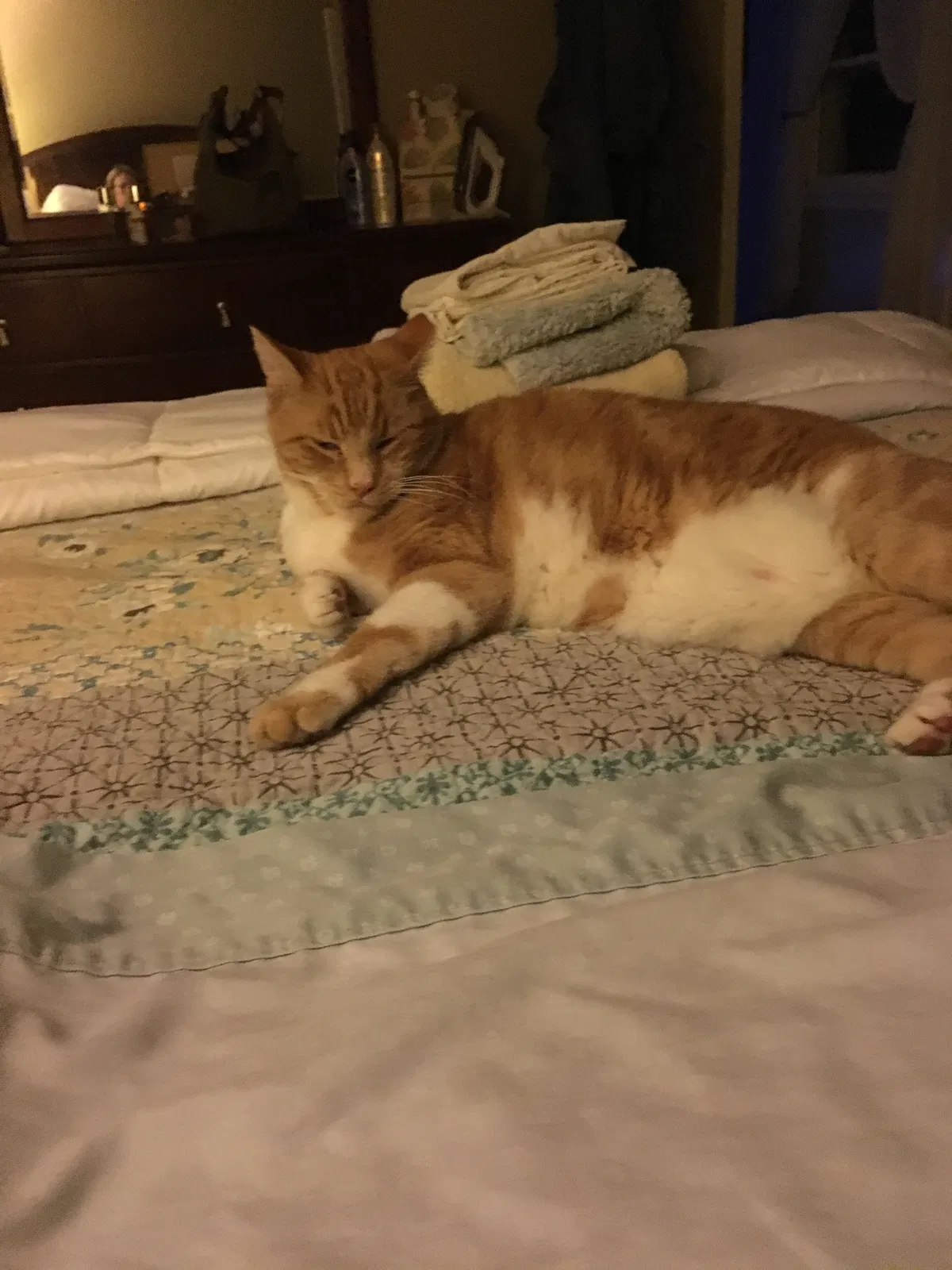 Lost cat in Cincinnati, OH, 45243