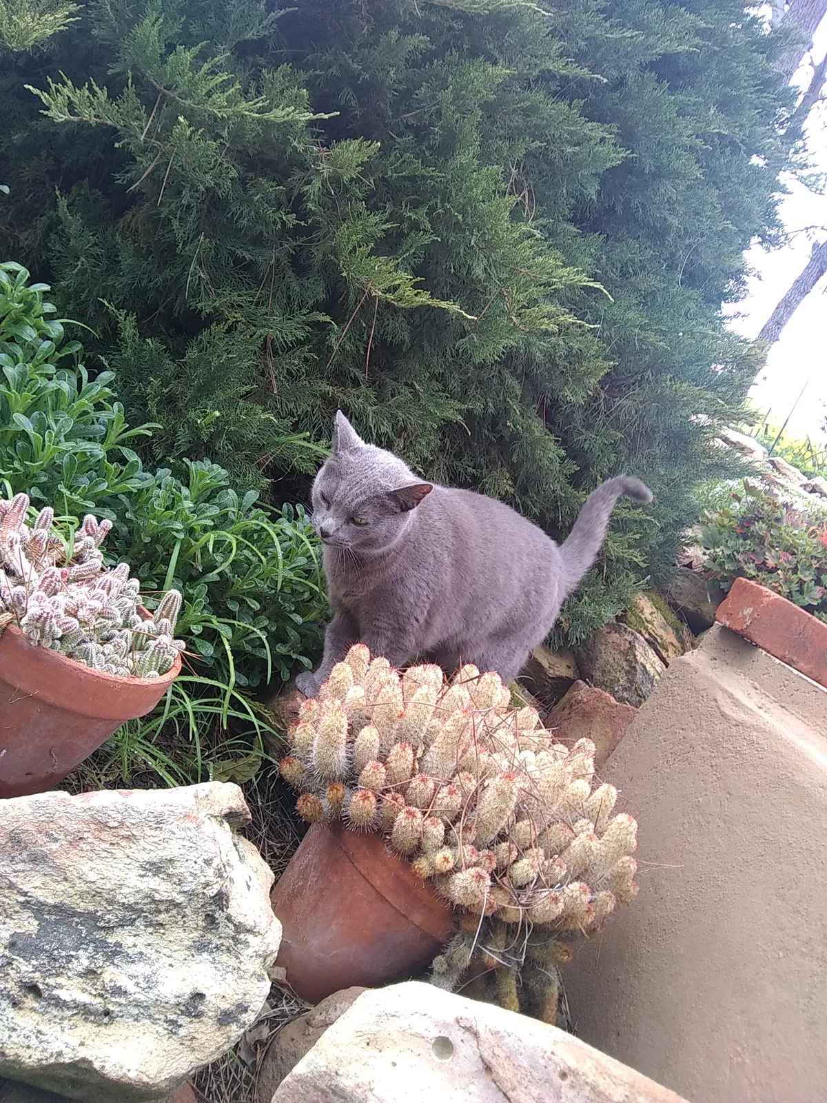 Lost cat in Antioch, CA, 94509