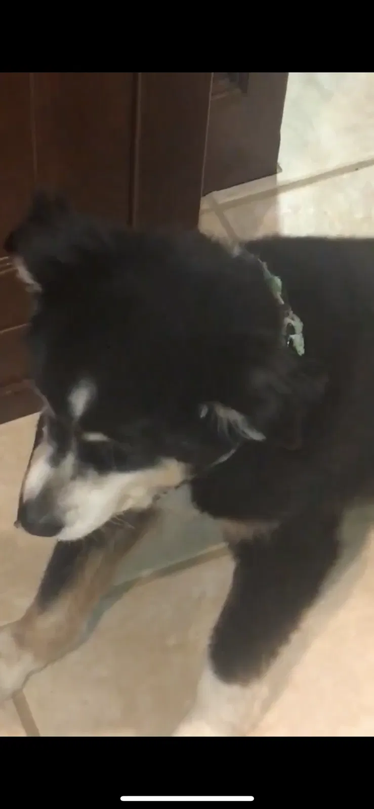 Lost dog in West Linn, OR, 97068