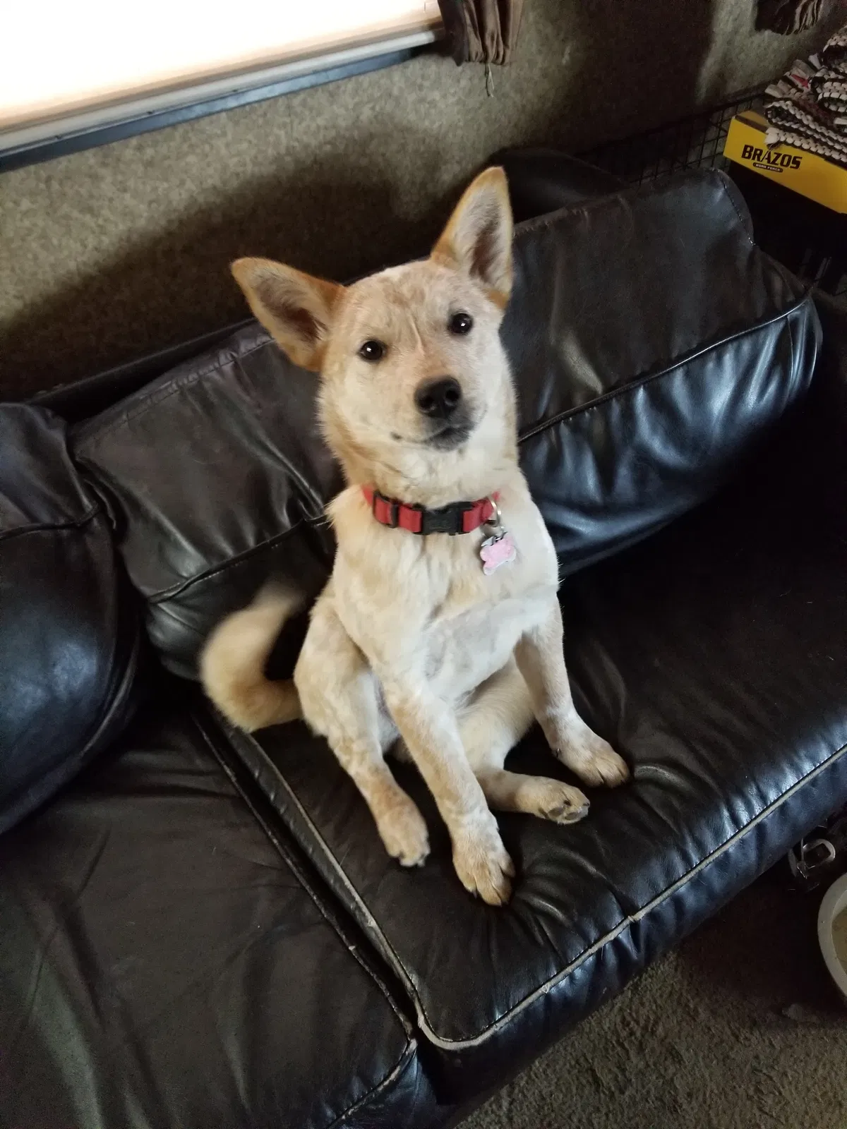 Lost dog in Somerville, TX, 77879