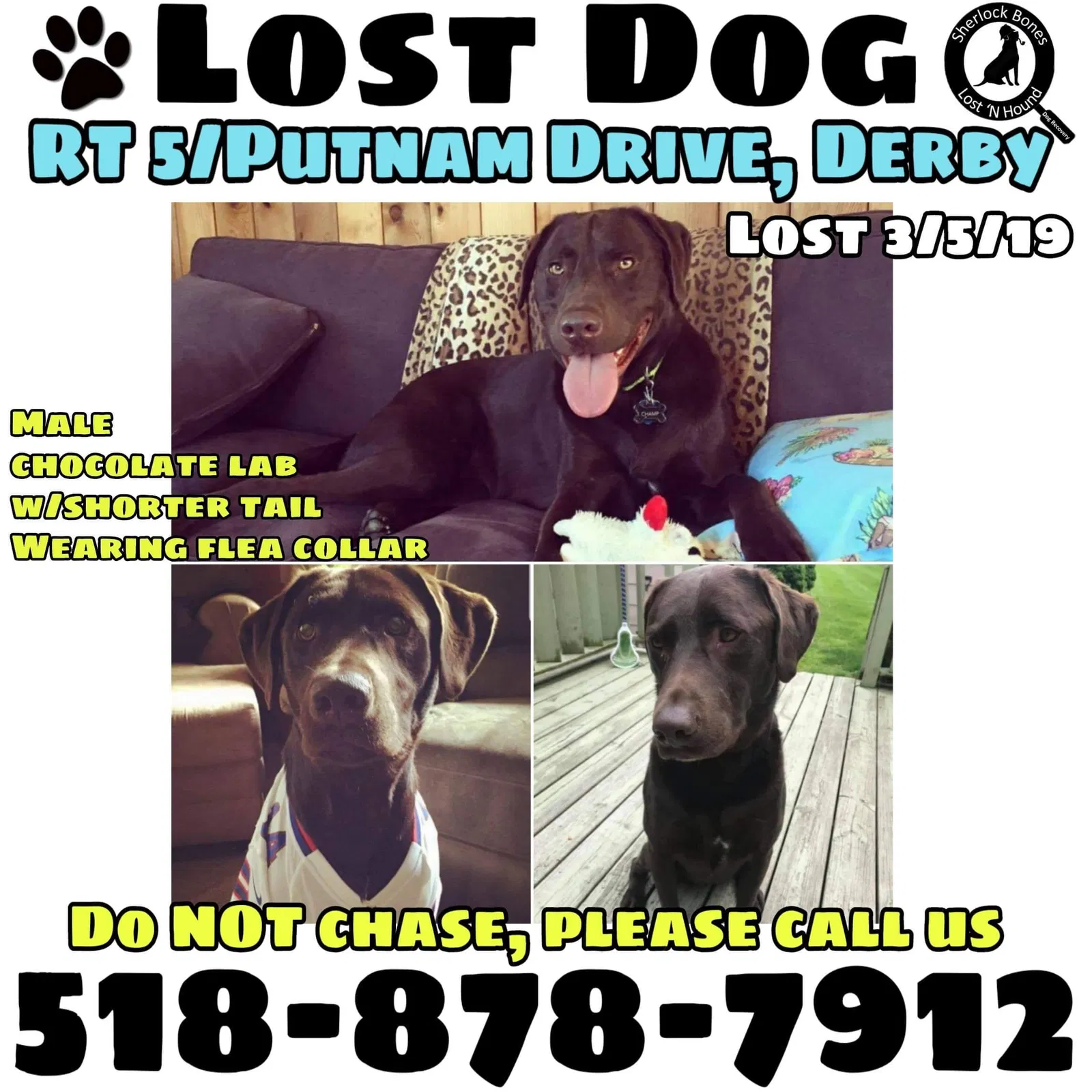 Lost dog in Derby, NY, 14047