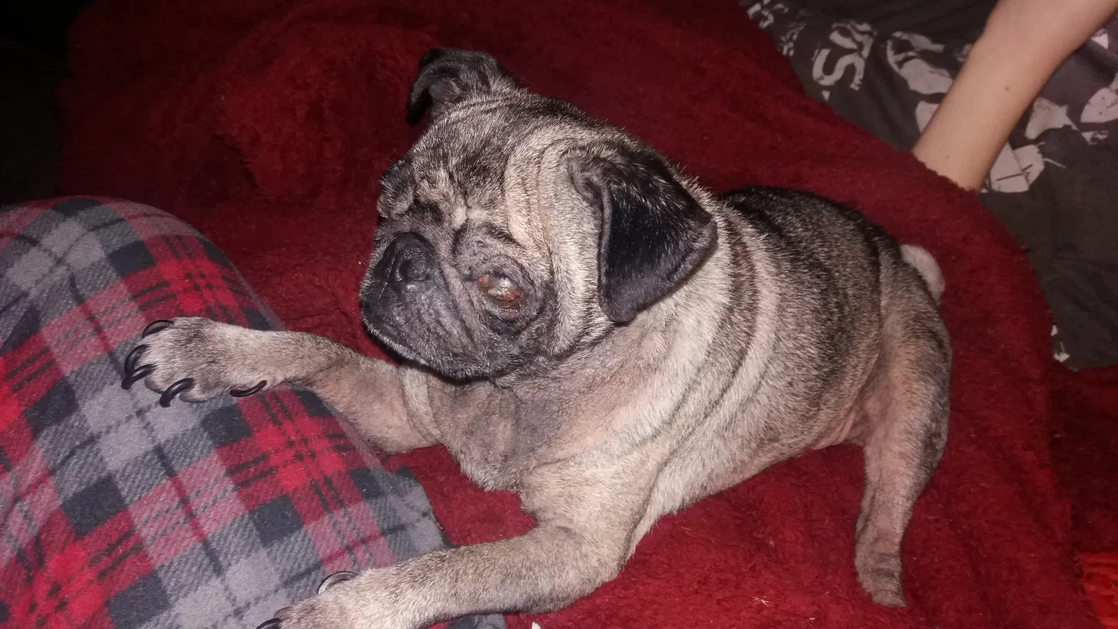 Lost dog in Mobile, AL, 36605