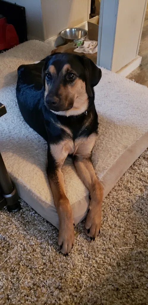 Lost dog in Spanish Fort, AL, 36527