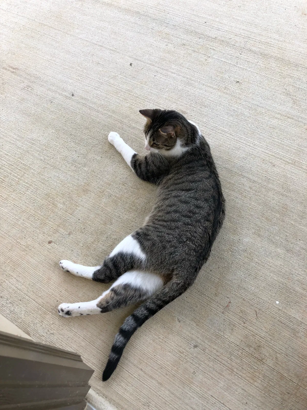 Lost cat in Crosby, TX, 77532