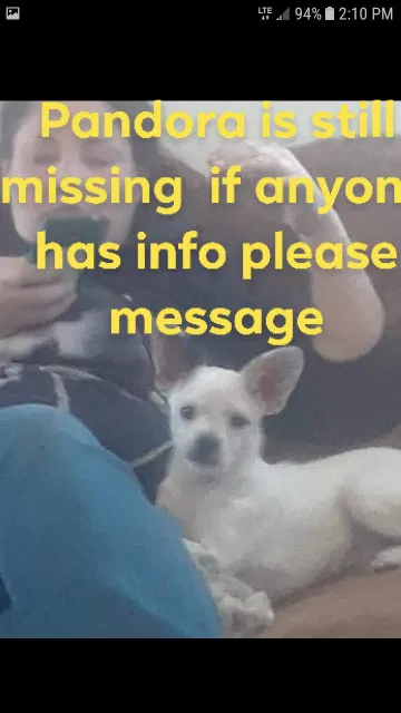 Lost dog in Santa Fe, NM, 87505