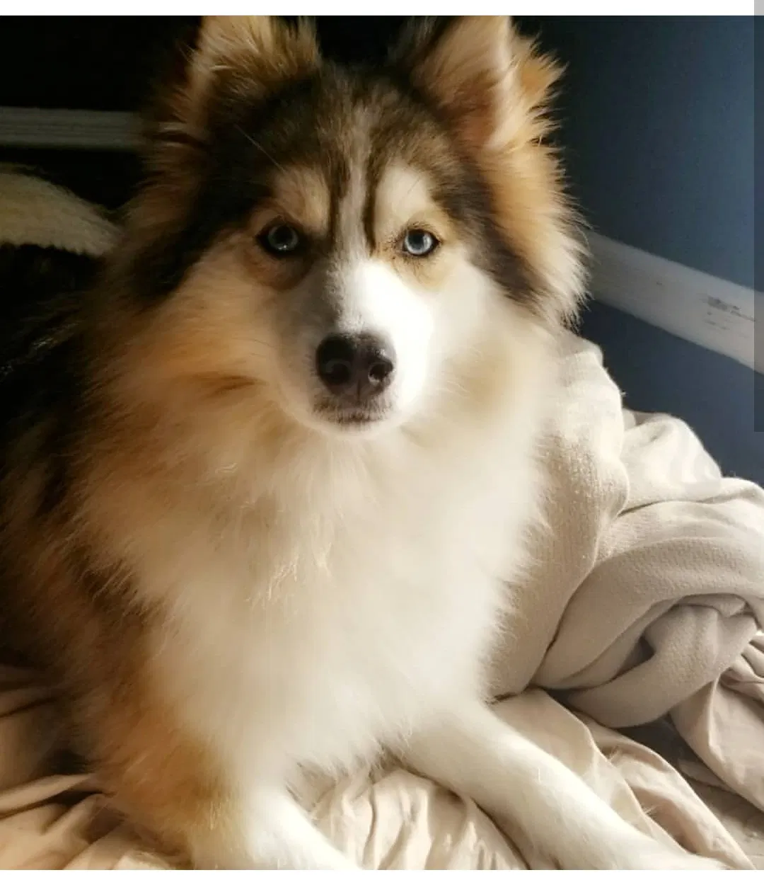 Lost dog in Mineola, NY, 11501