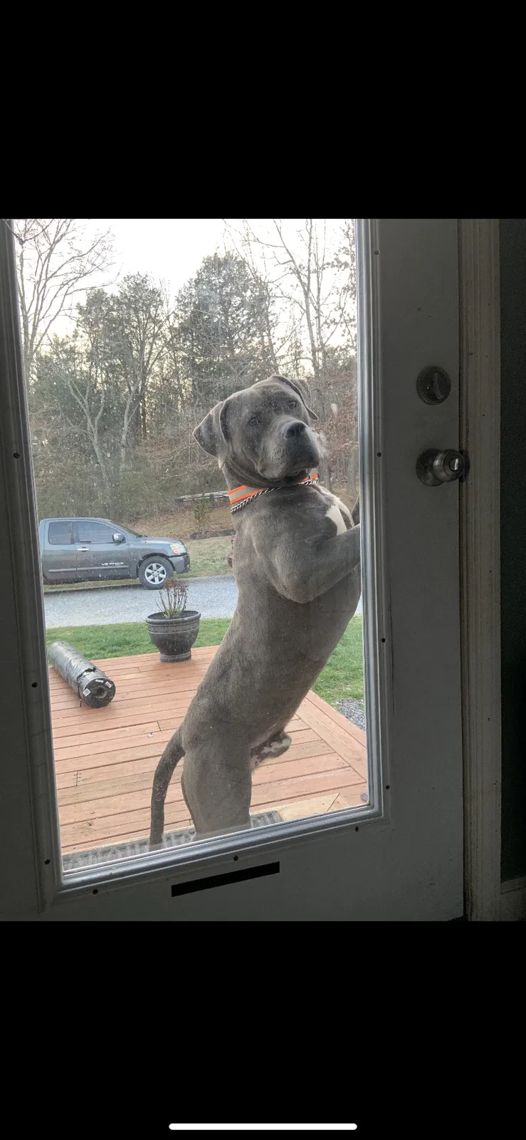 Lost dog in Kodak, TN, 37764