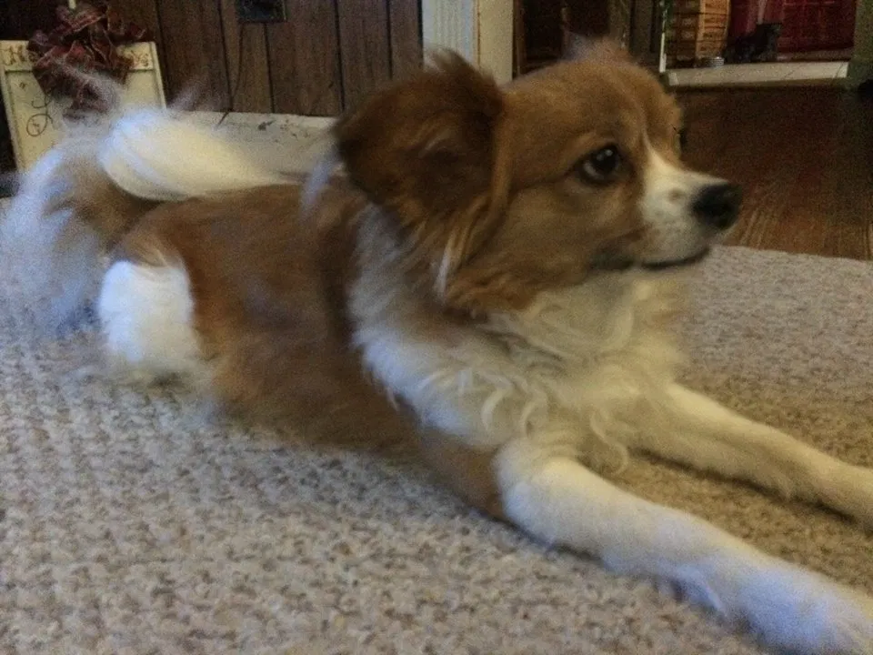Lost dog in Soddy Daisy, TN, 37379