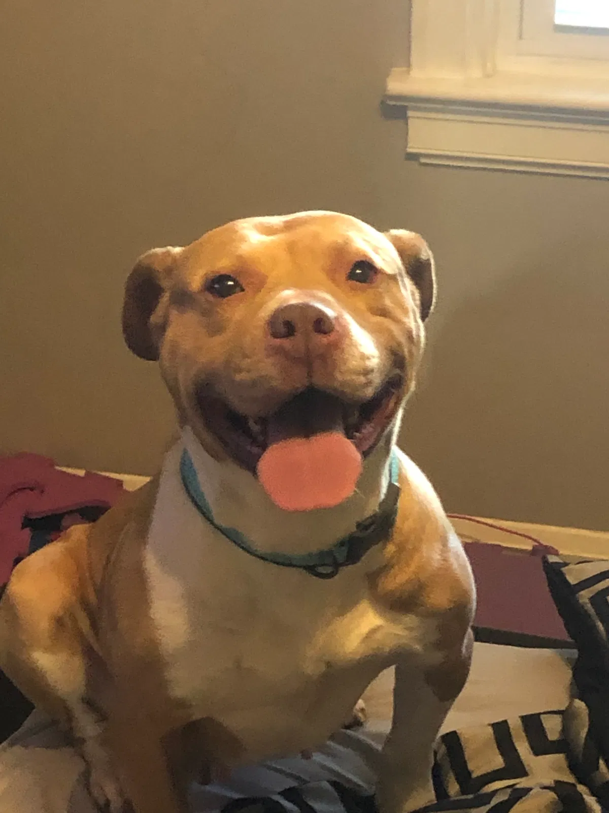 Lost dog in Canton, OH, 44710
